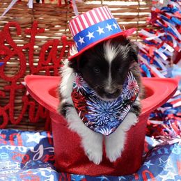 Shetland Sheepdog Puppies from Himark Shelties