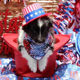 Shetland Sheepdog Puppies from Himark Shelties