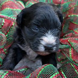 Elphaba Black female tipping on paws and chest - Black female Miniature Schnauzer puppy in Temple, Texas from Schnauzers Of Taylor