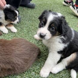Miniature Australian Shepherd Puppies from Amberwood DD Aussies