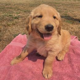 Buzz - Green collar - Light golden male Golden Retriever puppy in Tenino, Washington from Oak River Goldens'