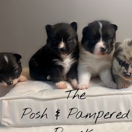 Pomeranians and Pomskies from The Posh & Pampered Pomsky