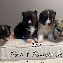 Pomeranians and Pomskies from The Posh & Pampered Pomsky