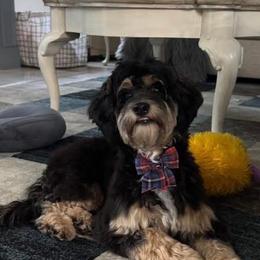 Cockapoo and Goldendoodle Puppies from Jax Doodles