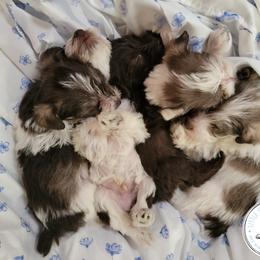 Miniature Schnauzer Puppies from Little Schnauzer Paws