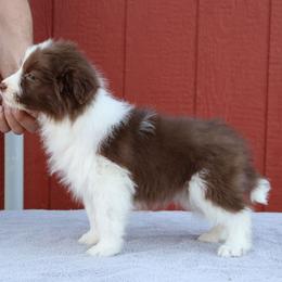 AKC Grand Champion Sired (RF) - Red female Border Collie puppy in Noble, Oklahoma from CheckItOut Border Collies