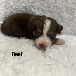 Reef - Red tri male Miniature Australian Shepherd puppy in Roseville, California from Golden State Mini Aussies