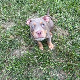 Aemond - Lilac tri-color male American Bully puppy in Henderson, Kentucky from Medusa’s Bullies
