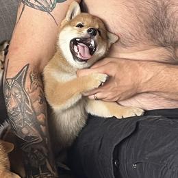 Shiba Inu Puppies from Animal Farm Shiba Inus & Mameshibas