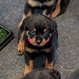 Girl 6 - Black and mahogany female Rottweiler puppy in Whitney, Texas from Prairie Valley Rottweilers