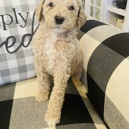 Apple - Cream female Poodle puppy in Calimesa, California from Coriander Pups