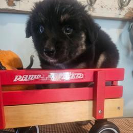 Margarita - Black tri female Miniature American Shepherd puppy in New Providence, Pennsylvania from Tons of Kisses