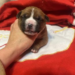Comet - Red female American Staffordshire Terrier puppy in Marietta, Georgia from Ambition Amstaffs