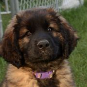 Leonbergers from Rev It Up Kennel
