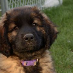 Leonbergers from Rev It Up Kennel