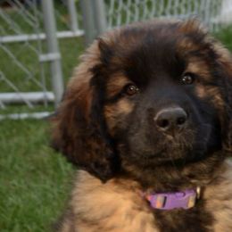 Leonbergers from Rev It Up Kennel