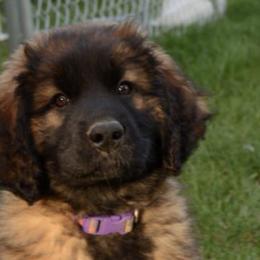 Leonbergers from Rev It Up Kennel