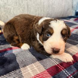 Leo - Red tri-color male Australian Shepherd puppy in Charlotte, North Carolina from Awesome Aussies
