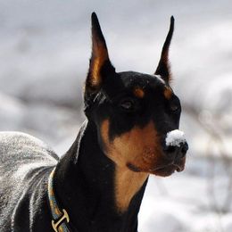 Doberman Pinscher All Grown Up from Notori Dobermans