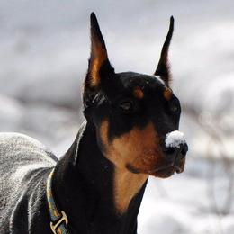 Doberman Pinscher All Grown Up from Notori Dobermans