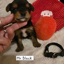 Boy 3 - Black and tan male Yorkshire Terrier puppy in Dover, Delaware from Lewis Precious Paws