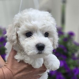 Boy 1 - White male Bichon Frise puppy in Freehold, New Jersey from Michael & Nataliya's Pups
