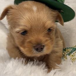 Armani - Gold male Yorkshire Terrier puppy in Howe, Oklahoma from Ray Holder