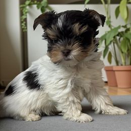 Malachi - Chocolate tan and white male Biewer Terrier puppy in Oklahoma from Rocky Oak Cavaliers & Biewer Terriers LLC