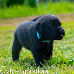 Labrador Retriever Puppies from Puzzles Labradors