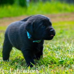 Labrador Retriever Puppies from Puzzles Labradors