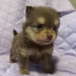 Coco Chanel - Chocolate and tan female Pomeranian puppy in Jackson, New Jersey from Peapod Pomeranians