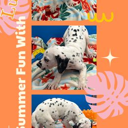 AKC LUA Luther - White and black male Dalmatian puppy in Euless, Texas from 101 Dew Dream Valley Dalmatians