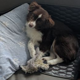 Howard - Red tri Toy Australian Shepherd puppy in Bly, Oregon from Rockin AC Toy Aussies