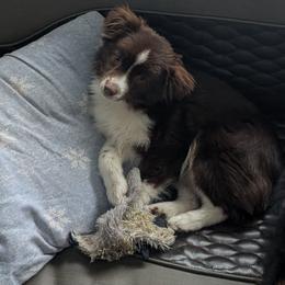 Howard - Red tri Toy Australian Shepherd puppy in Bly, Oregon from Rockin AC Toy Aussies