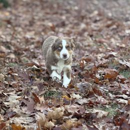 Flint - Red tri male Miniature Australian Shepherd puppy in Natural Dam, Arkansas from Natural State Aussies