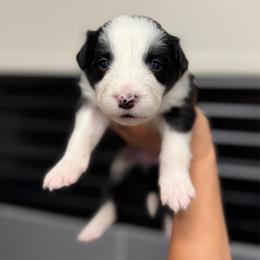 Chaos - Black and white female Border Collie puppy in Kalispell, Montana from North Fork Border Collies