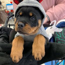 Rottweiler Puppies from World Class Rottweilers