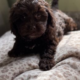 Maltese and Maltipoo Puppies from BeachRidge Pups