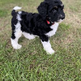Red Collar Boy - Tri-color Bernedoodle puppy in Phoenix, Arizona from Sunshine Pups