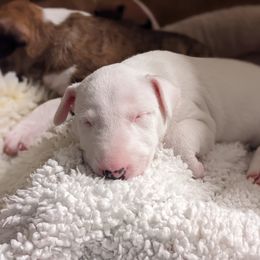 Bull Terrier Puppies from Old England Bull Terriers