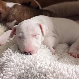 Bull Terrier Puppies from Old England Bull Terriers