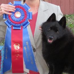 Schipperke All Grown Up from Safari Schipperkes