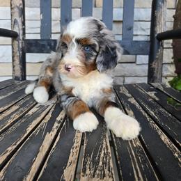 Lola - Blue merle female Bernedoodle puppy in Holtwood, Pennsylvania from Country Ridge Puppies