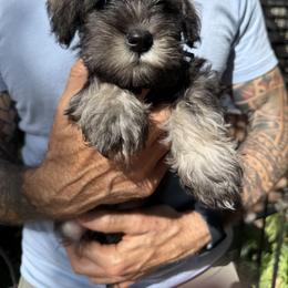 Miniature Schnauzers from Mark Milbrand