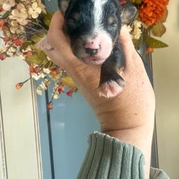 Onyx 🖤 - Black tri-color male Aussiedoodle puppy in Granbury, Texas from Triple Cross Doodles