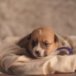 Purple collar - Pancake - Sable female Pembroke Welsh Corgi puppy in Waverly Hall, Georgia from 6g Ranch Corgis