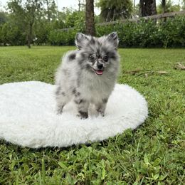 Tyson 1.9 pounds - Blue merle male Pomeranian puppy in North Naples, Florida from Moon Ranch Puppies