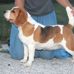 Cilla - Beagle