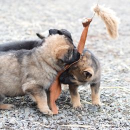 German Shepherd Puppies from Grothaus K9 Working German Shepherds
