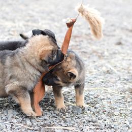 German Shepherd Puppies from Grothaus K9 Working German Shepherds